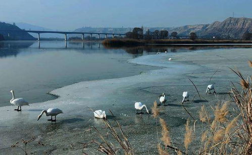 投資額2398.75萬元蘭州市西固區(qū)達(dá)川三河口天鵝灘文化旅游項(xiàng)目