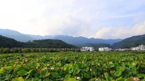 情系森林 綠滿鄉村 湖南省國家級森林鄉村風光掠影 四